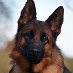 red and black german shepherd puppies for sale near me